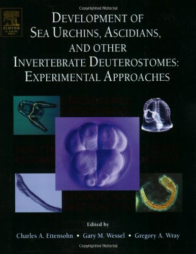 

technical/environmental-science/development-of-sea-urchins-ascidians-and-other-invertebrate-deuterostome-9780124802797