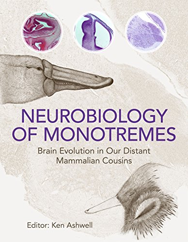 

special-offer/special-offer/neurobiology-of-monotremes-brain-evolution-in-our-distant-mammalian-cousins-hb--9780643103115